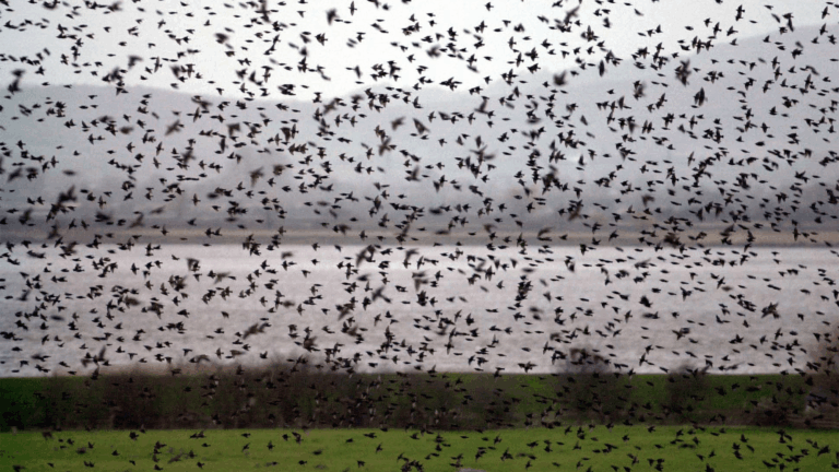 starlings