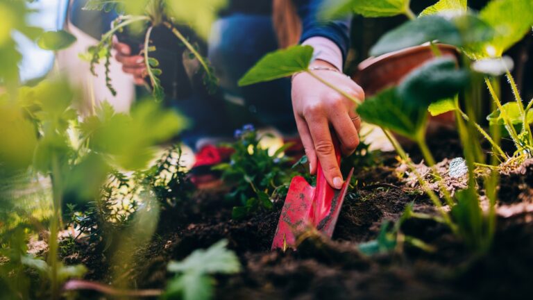 unexpected places to plant vegetables and herbs